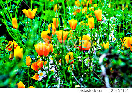 flower, blossom, bloom 120257305
