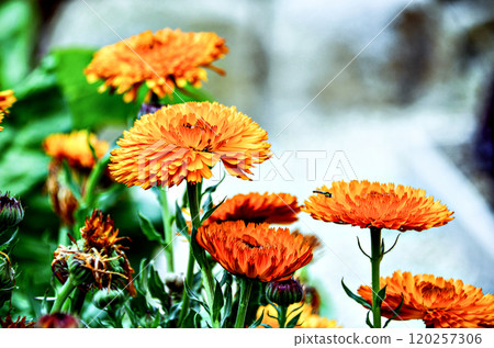 flower, blossom, bloom 120257306