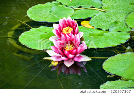 flower, blossom, bloom 120257307