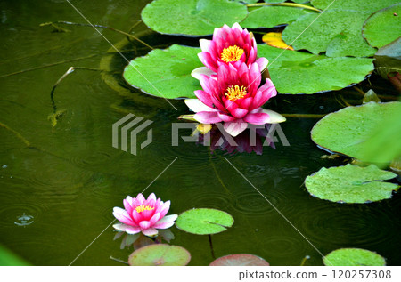 flower, blossom, bloom 120257308