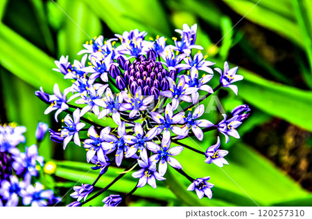 flower, blossom, bloom 120257310