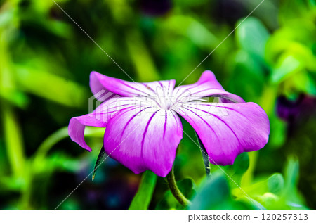 flower, blossom, bloom 120257313