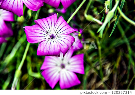 flower, blossom, bloom 120257314