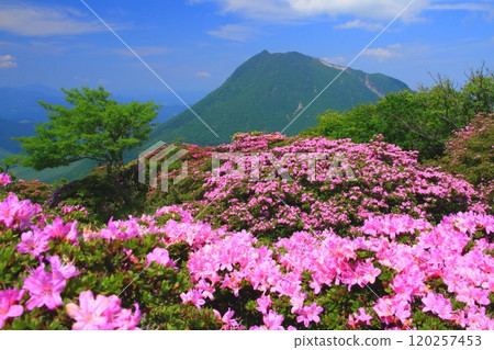 Miyamakirishi flowers in full bloom and Mt. Yufu (from the summit of Mt. Tsurumi) 120257453
