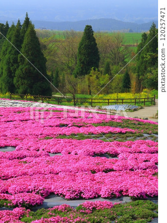 盛開的芝櫻（竹田市久住高原，垂直構圖） 120257471