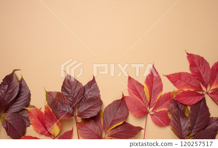 Red leaf of Parthenocissus quinquefolia bush on beige background, top view Red leaf of Parthenocissus quinquefolia bush on beige background, top view 120257517