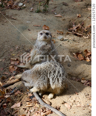 An adult meerkat walks outdoors, a pair of animals sitting 120257520