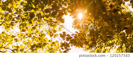 Fresh Autumn yellow tree foliage, the sun breaks through the lush leaves of a tree, abstract natural background, freshness of spring or summer nature 120257583