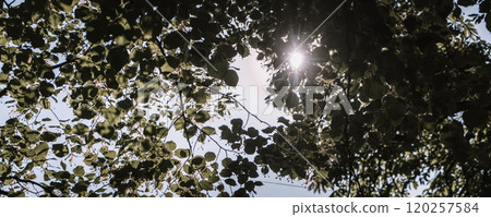 Sunbeams streaming through the trees and illuminating the young green foliage on the bushes in the pine forest in spring. 120257584