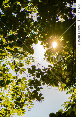 Observing the sun peeking through the trees in a forest is a serene experience, surrounded by terrestrial plants and a variety of shades of green and brown in the natural landscape 120257588