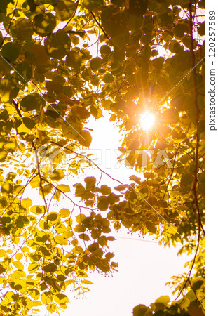 Fresh Autumn yellow tree foliage, the sun breaks through the lush leaves of a tree, abstract natural background, freshness of spring or summer nature 120257589