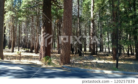 Forest of Redwood Trees in Yosemite National Park in California Photo Forest of Redwood Trees in Yosemite National Park in California Photo 120257839