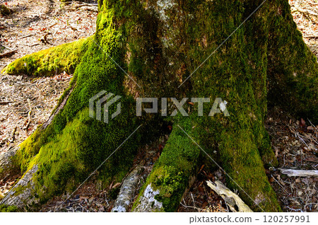 多西地塊的五薩山，綠色的山毛櫸樹幹 120257991