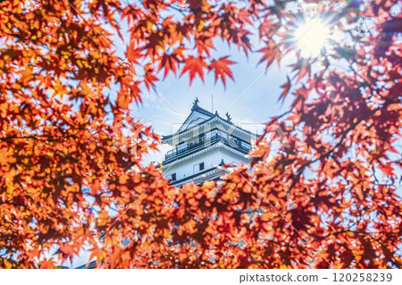 Tsuruga Castle (Aizu-Wakamatsu Castle) in late autumn and bright red maples, Aizu-Wakamatsu City, Fukushima Prefecture Tsuruga Castle (Aizu-Wakamatsu Castle) in late autumn and bright red maples, Aizu-Wakamatsu City, Fukushima Prefecture 120258239
