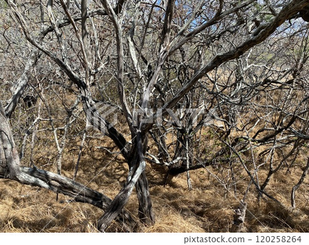 Photo of Koa Haole and Kiawe in Diamond Head State Monument Hawaii USA 120258264