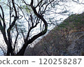 Photo of Koa Haole and Kiawe in Diamond Head State Monument Hawaii USA 120258287