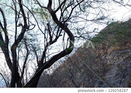Photo of Koa Haole and Kiawe in Diamond Head State Monument Hawaii USA 120258287