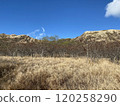 Photo of Koa Haole and Kiawe in Diamond Head State Monument Hawaii USA 120258290