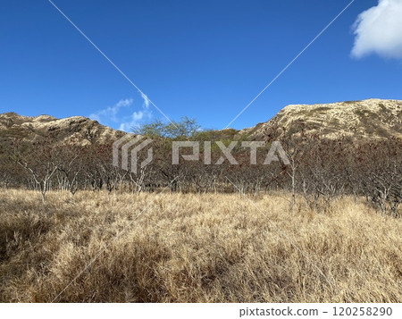 Photo of Koa Haole and Kiawe in Diamond Head State Monument Hawaii USA 120258290