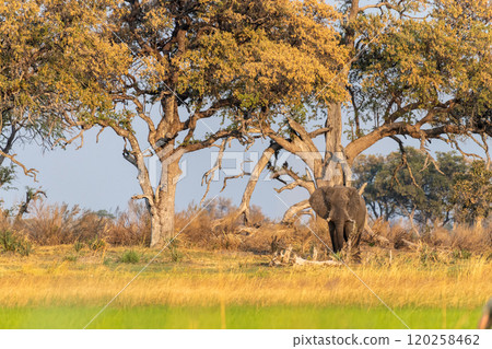 African Elephant grazing in the Okavango Delta at sunset African Elephant grazing in the Okavango Delta at sunset 120258462
