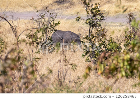 African Elephant in Chobe National Park African Elephant in Chobe National Park 120258463