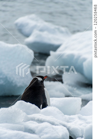 Gentoo Penguin Colony at Sierra Cove 120258468