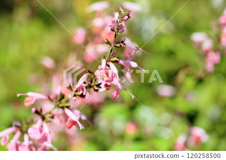 Cute Salvia flower Cocchinae Cute Salvia flower Cocchinae 120258500