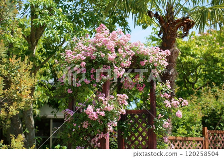 Refreshing climbing rose flower ballerina 120258504