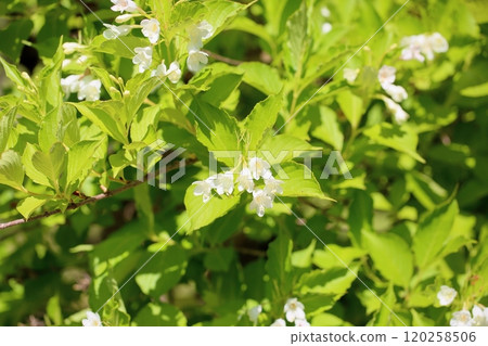 Flower of hakonnettsugi 120258506