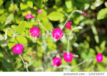 Cute flannel flower 120258507