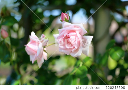 Rose flower New Dawn 120258508