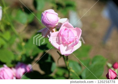 Rose flower La France Rose flower La France 120258778