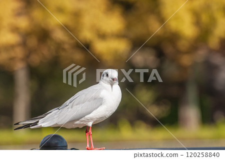 Black-headed Gull, Johoku Park, Osaka City 120258840