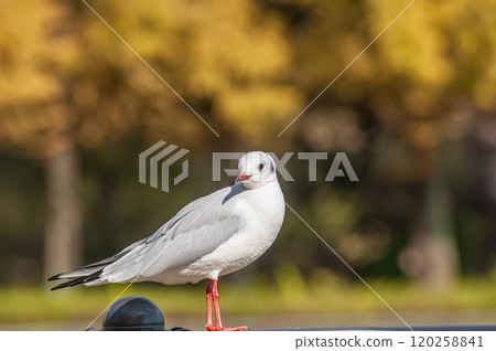 黑頭鷗城北公園 大阪市 黑頭鷗城北公園 大阪市 120258841