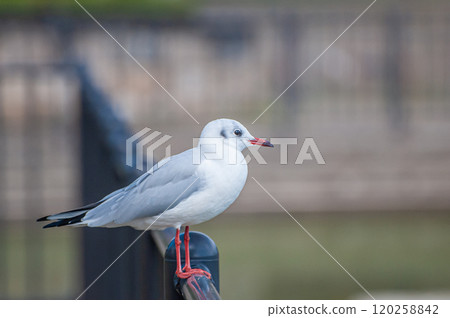 Black-headed Gull, Johoku Park, Osaka City 120258842