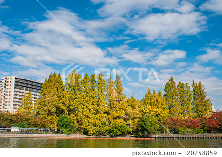 Autumn scenery of Kema Sakuranomiya Park, Osaka City 120258859