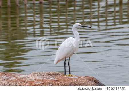White Egret (Little Egret), Johoku Park, Osaka City White Egret (Little Egret), Johoku Park, Osaka City 120258861