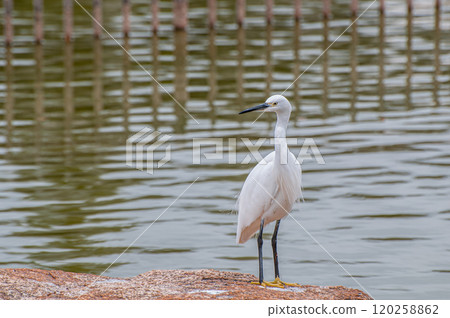大阪市城北公園的白鷺鷥（小白鷺） 120258862