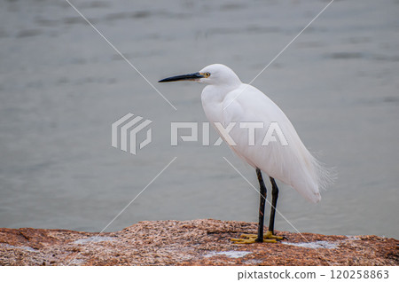 大阪市城北公園的白鷺鷥(小白鷺) 大阪市城北公園的白鷺鷥(小白鷺) 120258863