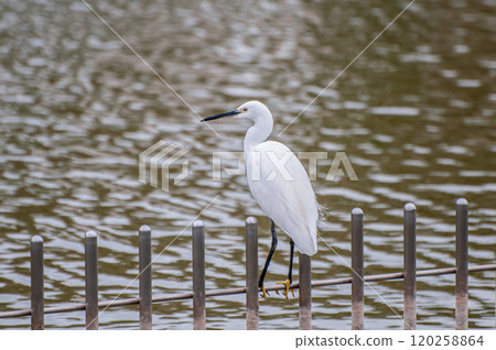 White Egret (Little Egret), Johoku Park, Osaka City White Egret (Little Egret), Johoku Park, Osaka City 120258864