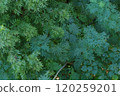 Forest landscape 120259201