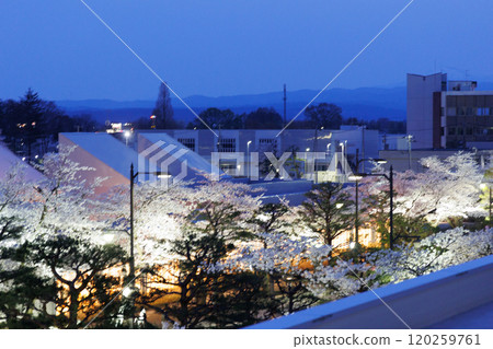Cherry blossoms in full bloom at night as seen from the Towada City Hall observation terrace (Towada City, Aomori Prefecture) 120259761