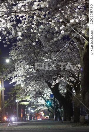 Cherry blossoms in full bloom at night and traffic lights in the government district (Towada City, Aomori Prefecture) vertical composition Cherry blossoms in full bloom at night and traffic lights in the government district (Towada City, Aomori Prefecture) vertical composition 120259780