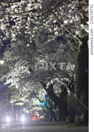 夜間盛開的櫻花和政府區的紅綠燈（青森縣十和田市） 120259782