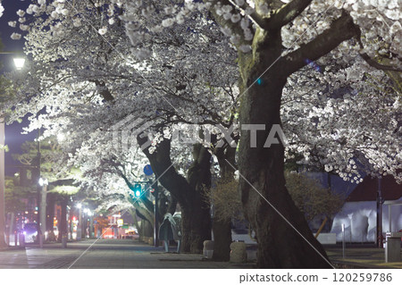 夜間盛開的櫻花和政府區的紅綠燈(青森縣十和田市) 夜間盛開的櫻花和政府區的紅綠燈(青森縣十和田市) 120259786
