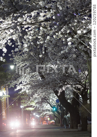政府轄區的夜間櫻花盛開(青森縣十和田市) 政府轄區的夜間櫻花盛開(青森縣十和田市) 120259788