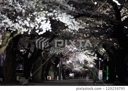 政府轄區的夜間櫻花盛開(青森縣十和田市) 政府轄區的夜間櫻花盛開(青森縣十和田市) 120259795
