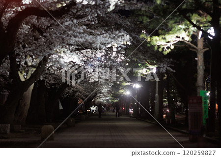 深夜的十和田政府辦公區的櫻花(青森縣十和田市) 深夜的十和田政府辦公區的櫻花(青森縣十和田市) 120259827