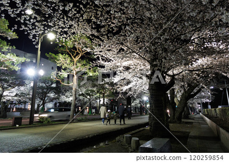 十和田政府辦公區的夜櫻盛開(青森縣十和田市) 十和田政府辦公區的夜櫻盛開(青森縣十和田市) 120259854