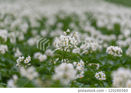 土豆白花 土豆白花 120260360